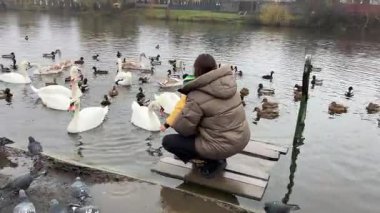 Kuğu ve ördekler ile dolu Avrupa 'da sakin bir göl. İnsanlar ve çocuklar kıyıda kuşları beslerken Ukrayna, Vinnytsia 12.10.2025' te sıcak bir aile manzarası yakalıyorlar.
