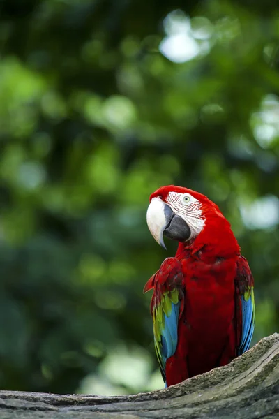 Güzel kırmızı ve yeşil Amerika papağanı papağan