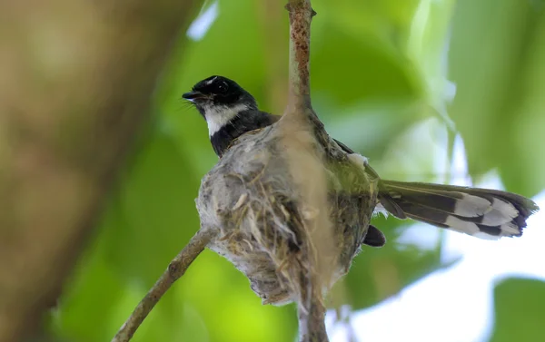 Saksağan-robin bird Nest.