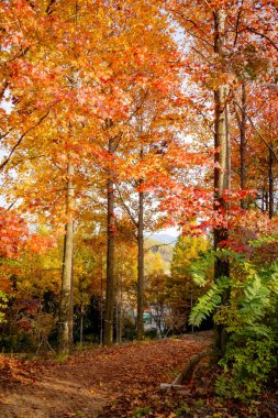 Güney Kore 'de renkli sonbahar ağaçları ve sonbahar yaprakları
