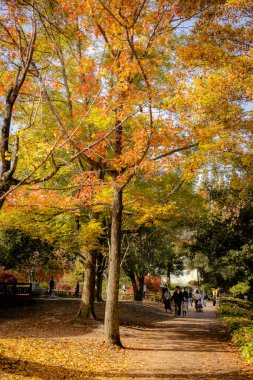 Güney Kore Jinju 'da manzaralı sonbahar ağaçları ve dökülen yapraklar