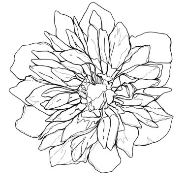 İnce çizgili detaylar ve zarif taç yaprakları olan büyüleyici el yapımı bir çiçek. Doğa temalı tasarımlar, kusursuz çiçek desenleri, kırtasiye, duvar sanatı, düğün dekorasyonu ve çeşitli DIY el işi projeleri için idealdir..