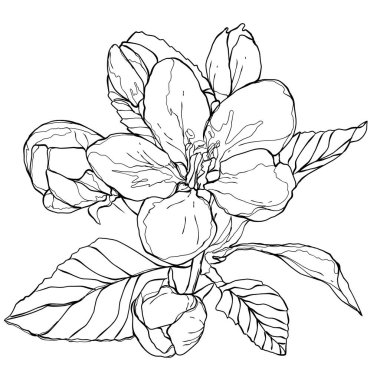 Narin taç yaprakları ve doğal detayları olan el yapımı kiraz çiçeği çizimleri. Botanik tasarımlar, çiçek desenleri, tebrik kartları, düğün davetiyeleri veya DIY el işi projeleri için mükemmel..