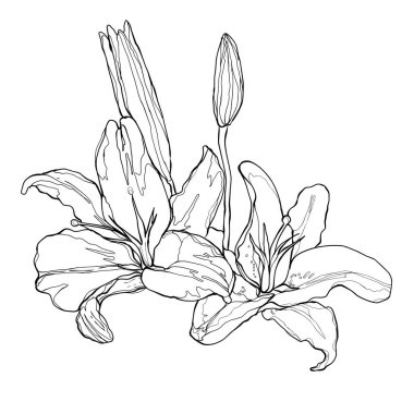 Lily Flowers 'ı çiz. El çizimi çiçek illüstrasyonu. Çiçek Çizgisi Sanat Tasarımı siyah beyaz. Tebrik kartları, boyama kitapları, ambalaj, kumaş baskıları, dijital yapıştırma kitabı ve DIY el sanatları için mükemmel