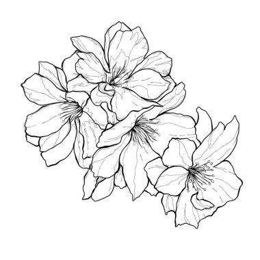 Narin taç yaprakları ve doğal detayları olan el yapımı kiraz çiçeği çizimleri. Botanik tasarımlar, çiçek desenleri, tebrik kartları, düğün davetiyeleri veya DIY el işi projeleri için mükemmel..