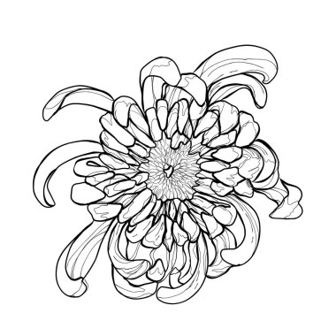 İnce çizgili detaylar ve zarif taç yapraklarıyla büyüleyici bir el yapımı Kasımpatı çiçeği. Doğa temalı tasarımlar, kusursuz çiçek desenleri, kırtasiye, duvar sanatı ve düğün dekorasyonu için ideal..