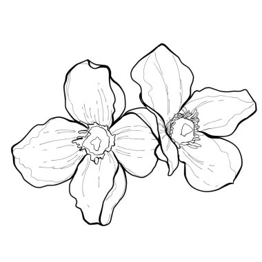 El çizimi orkide çizimi. İnce çizgili detaylar ve zarif taç yaprakları olan büyüleyici el yapımı bir çiçek. Doğa temalı tasarımlar, kusursuz çiçek desenleri, kırtasiye, duvar sanatı, düğün dekorasyonu ve çeşitli DIY el işi projeleri için idealdir..