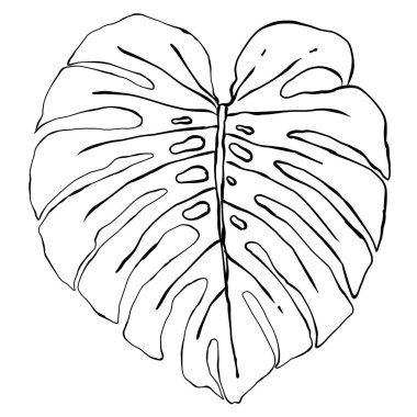 Canavar yaprağının el çizimi. Doğa temalı tasarımlar, kusursuz çiçek desenleri, kırtasiye, duvar sanatı, düğün dekorasyonu ve çeşitli DIY el işi projeleri için idealdir..
