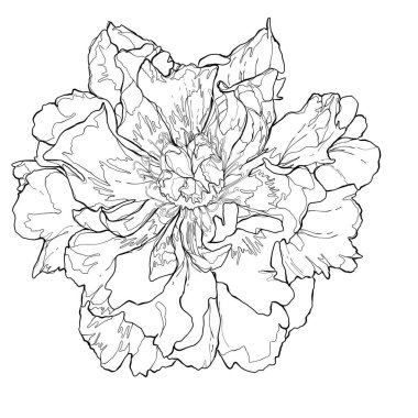 Bir çiçeğin el çizimi.