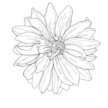  el çekilmiş dahlia çiçeği.