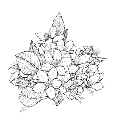 Narin taç yaprakları ve doğal detayları olan el yapımı kiraz çiçeği çizimleri. Botanik tasarımlar, çiçek desenleri, tebrik kartları, düğün davetiyeleri veya DIY el işi projeleri için mükemmel..