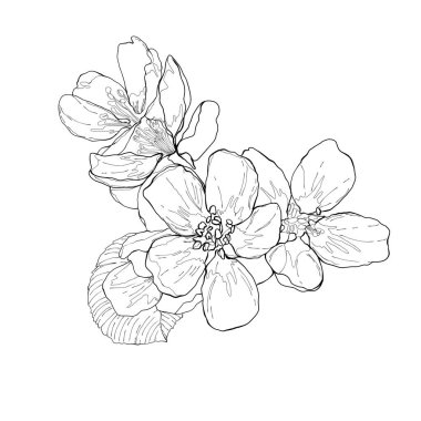 Manolyanın el çizimi vektör çizimi. Narin taç yaprakları ve doğal detayları olan el yapımı kiraz çiçeği çizimleri. Botanik tasarımlar, çiçek desenleri, tebrik kartları, düğün davetiyeleri veya DIY el işi projeleri için mükemmel..