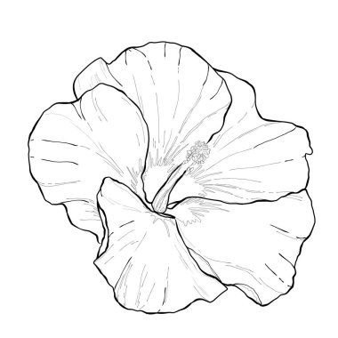 El yapımı çiçek illüstrasyonu. Çiçek Çizgisi Sanat Tasarımı siyah beyaz. Tebrik kartları, boyama kitapları, ambalaj, kumaş baskıları, dijital yapıştırma kitabı ve DIY el sanatları için mükemmel.