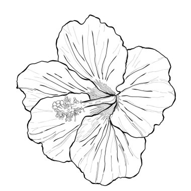 El yapımı çiçek illüstrasyonu. Çiçek Çizgisi Sanat Tasarımı siyah beyaz. Tebrik kartları, boyama kitapları, ambalaj, kumaş baskıları, dijital yapıştırma kitabı ve DIY el sanatları için mükemmel.