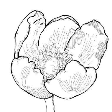 Şakayık çiçeğinin el çizimi. El çizimi çiçek illüstrasyonu. Çiçek Çizgisi Sanat Tasarımı siyah beyaz. Tebrik kartları, boyama kitapları, ambalaj, kumaş baskıları, dijital yapıştırma kitabı ve DIY el sanatları için mükemmel.