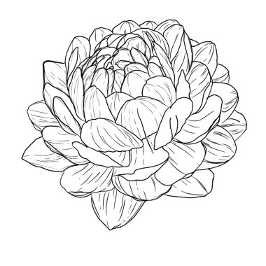 El çizimi çiçek illüstrasyonu. Çiçek Çizgisi Sanat Tasarımı siyah beyaz. Tebrik kartları, boyama kitapları, ambalaj, kumaş baskıları, dijital yapıştırma kitabı ve DIY el sanatları için mükemmel.