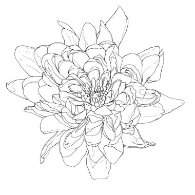 Çiçek çiçeği vektörü, şeffaf arkaplanda izole edilmiş. Mürekkep el çizimi çizimi çizimi.