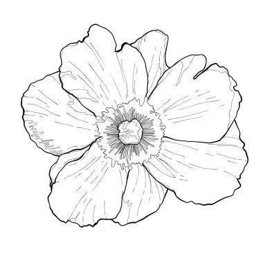 Çiçeğin vektör illüstrasyonu. Toplama için çiçek arkaplanı, siyah ve beyaz. vektör resimleme mürekkebi.
