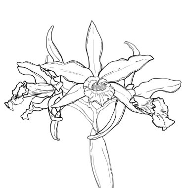 orkide vektör el çizimi çizimi