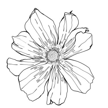 Bitkisel bitki çiçeği vektörü. Siyah beyaz işlemeli mürekkep sanatı. Beyaz arkaplanda izole çiçek illüstrasyon elemanı. Zarif illüstrasyon ögesi.