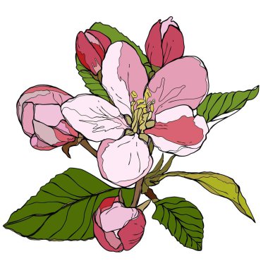 Pembe elma yaprağı resmi. Botanik bahar çiçeği. Mürekkep işlemeli sanat eseri. izole çiçek illüstrasyon ögesi