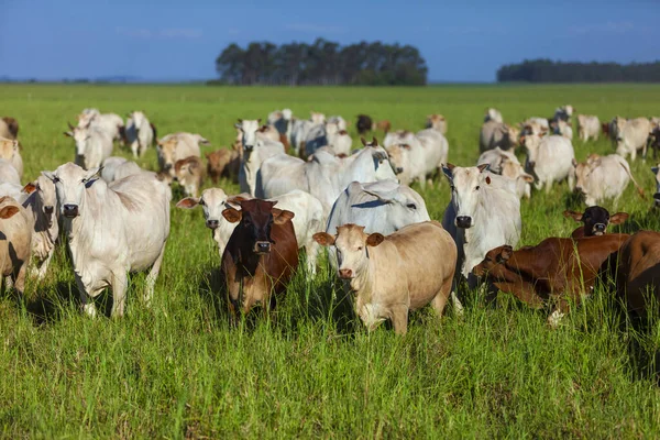 Nellore Herde Besamt Mit Bonsmara Kälbern Mato Grosso Sul Brasilien — Stockfoto