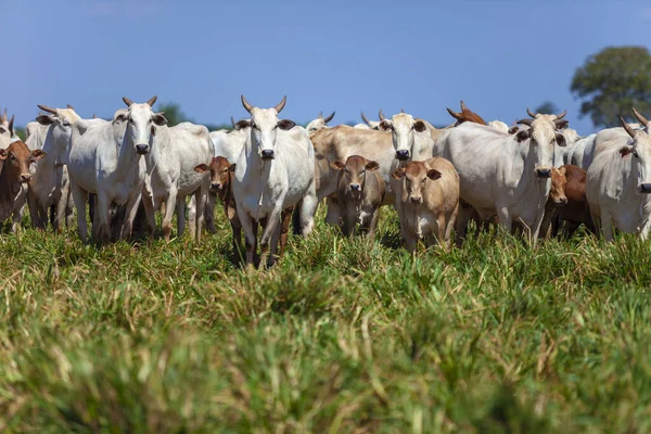 Nelore Rebanho Inseminado Com Bezerros Bonsmara Mato Grosso Sul Brasil — Fotografia de Stock