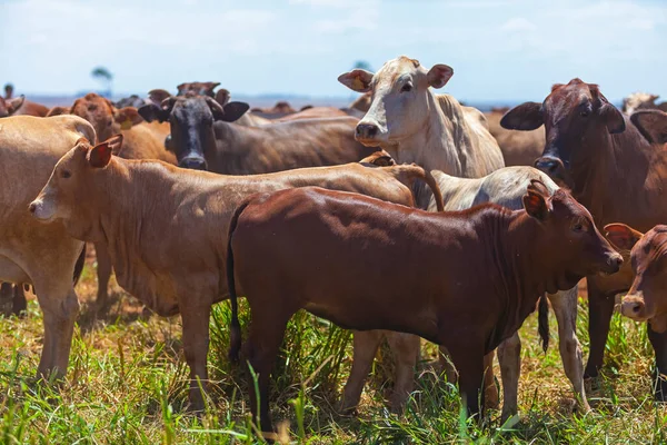 Nellore Herd Inseminated Bonsmara Calves Mato Grosso Sul Brazil — Stock Photo, Image