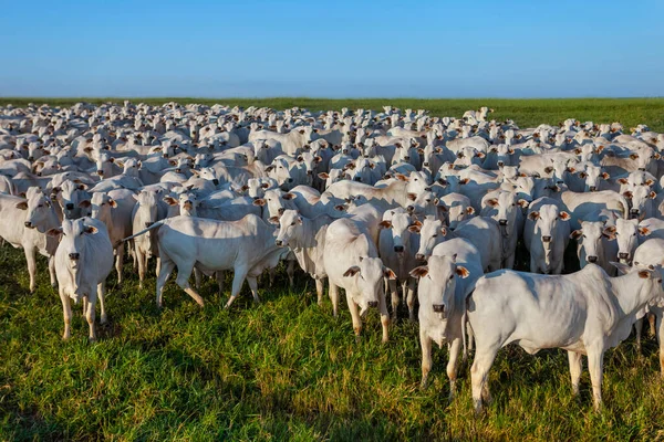 Grande Rebanho Gado Nelore Fazenda Vacas Bois — Fotografia de Stock