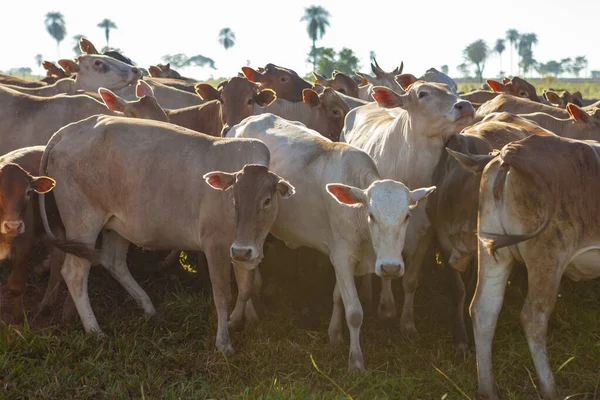 Herd Nellore Cows Bonsmara Insemination Calves — Stock Photo, Image