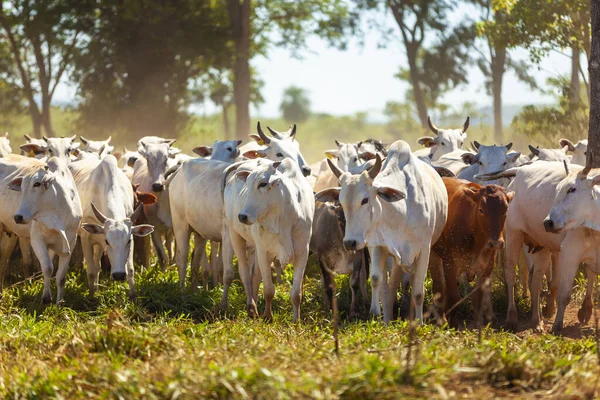 Nelore Rebanho Inseminado Com Bezerros Bonsmara Mato Grosso Sul Brasil — Fotografia de Stock