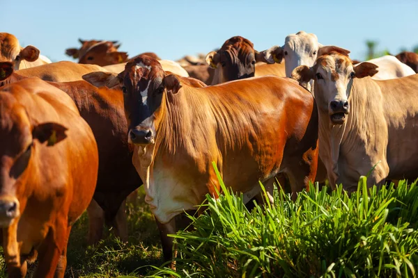 Nellore Herde Besamt Mit Bonsmara Kälbern Mato Grosso Sul Brasilien — Stockfoto