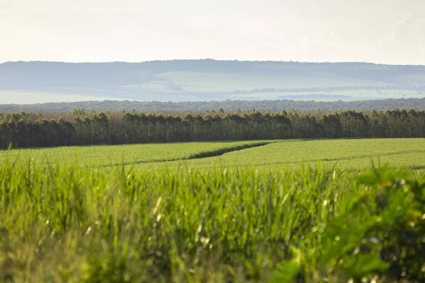 Plantação Cana Açúcar Goiás Brasil Vista Cima Imagem De Stock