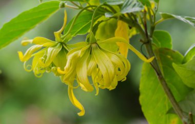 ylang-ylang flower on tree clipart