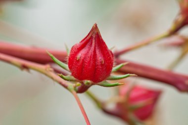 Roselle meyve ağacı üzerinde