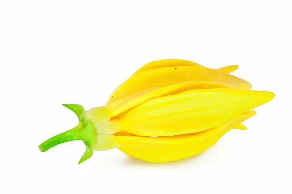 Une fleur d'Ylang-Ylang — Photo