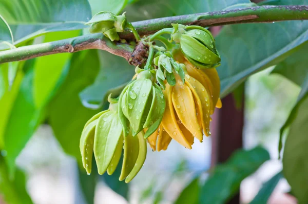 Ylang-Ylang Fleurs sur l'arbre — Photo