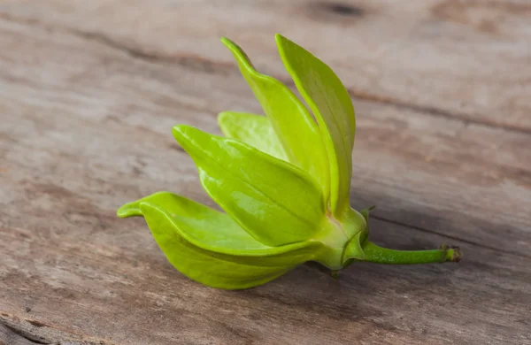 Fleur ylang verte sur bois — Photo