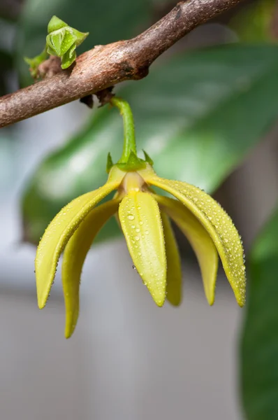 Žlutý ylang-ylang květ na stromě — Stock fotografie