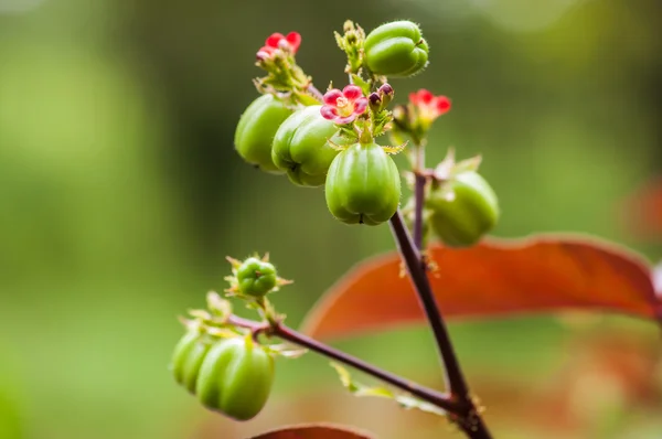 Биодизель производится из семян касторовых бобовых растений Таиланда — стоковое фото