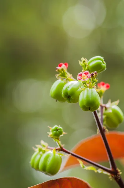 El biodiésel se produce a partir de las vainas de semillas de plantas de ricino de Tailandia. — Foto de Stock