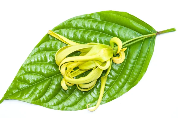 Ylang-ylang blomma på blad Stockbild