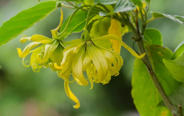 Ylang-ylang blomma på träd Stockfoto