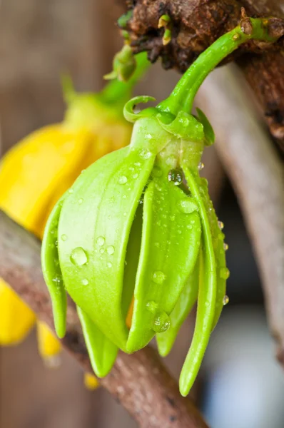 Gröna ylang-ylang blomma på träd Royaltyfria Stockfoton