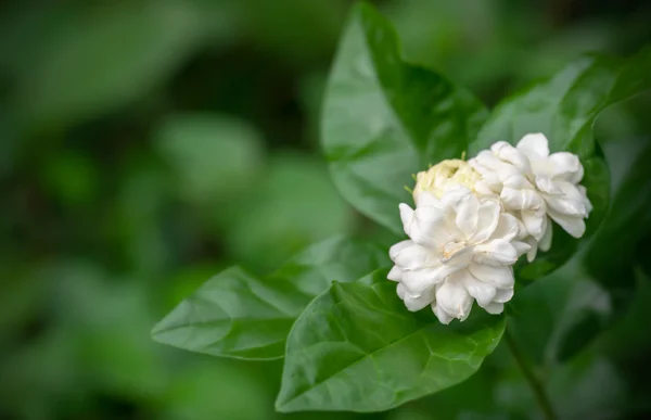 Белый цветок, Жасмин (Jasminum sambac L.) на дереве — стоковое фото
