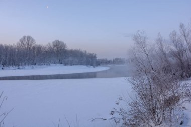 Ormanda kış manzarası