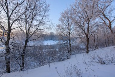 Parkta karla kaplı ağaçlarla kaplı kış manzarası