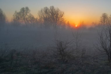 Ormanın üzerinde güzel bir gün batımı
