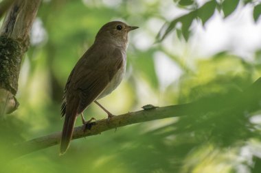 Güzel bir kuşun yakın çekimi.