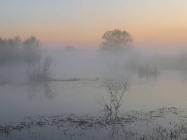 Bataklıkta sisli gün doğumu.